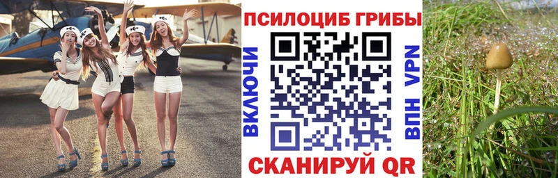 Псилоцибиновые грибы Cubensis  Карачев 